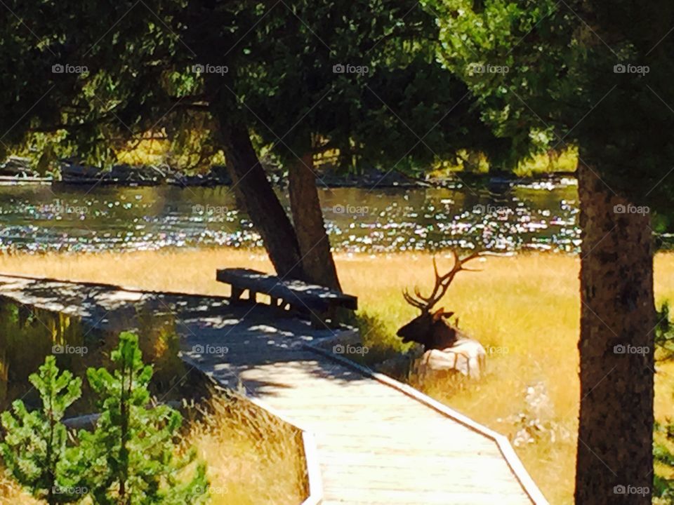 Elk by the Park Bench