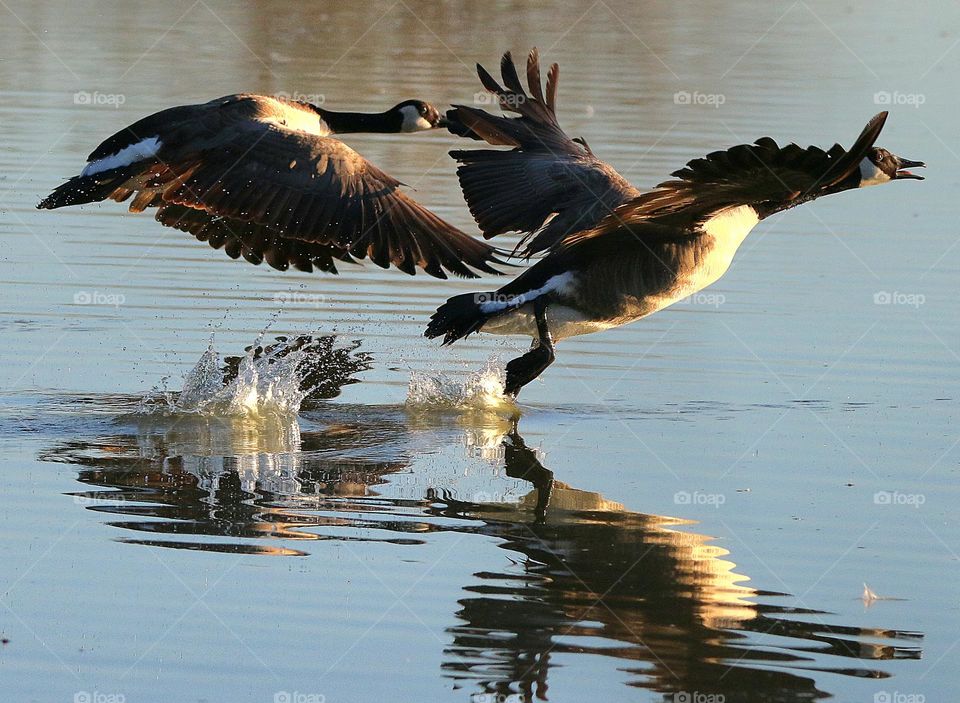 Two Canadian Geese Taking Flight