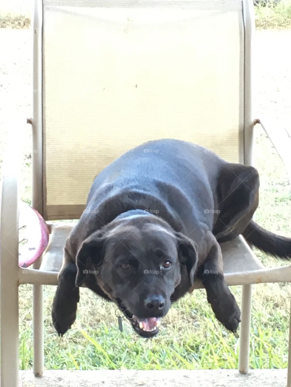 Happy black dog in chair. 