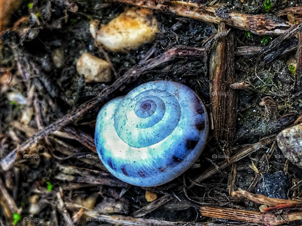Snail shell.