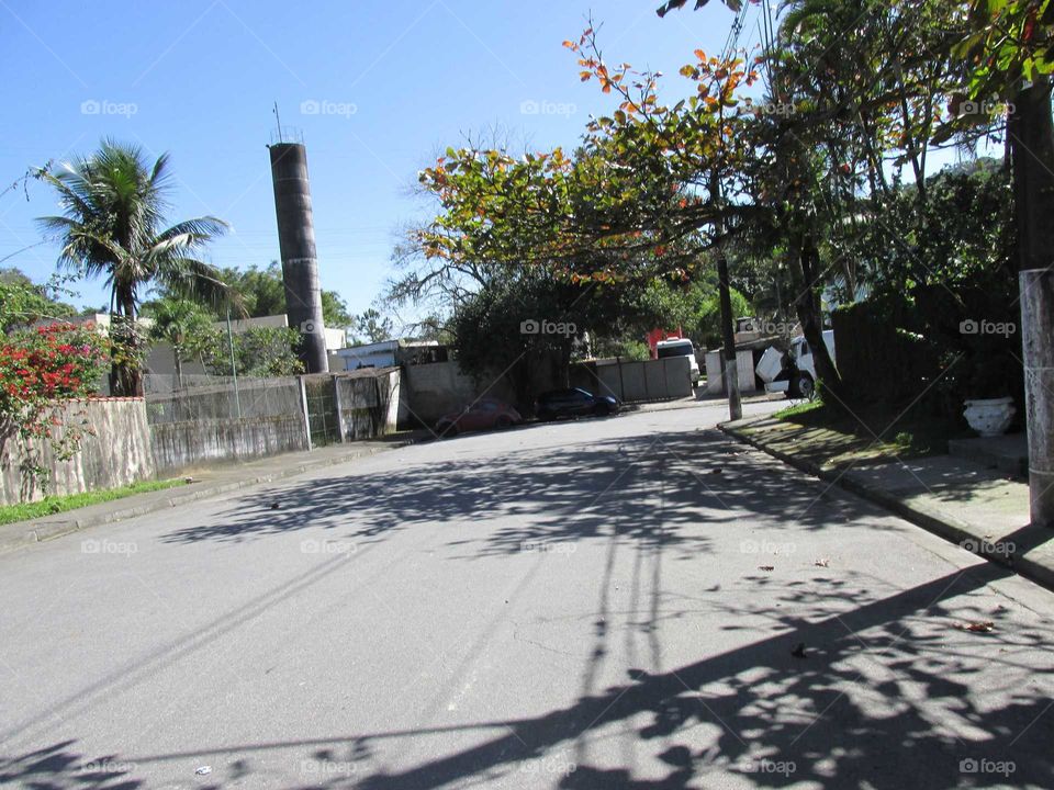 sombra de galhos e flores