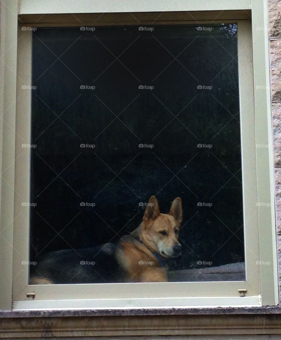 Doggie in the window. Pet