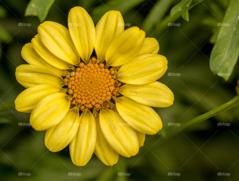 Flower Sunflower Yellow