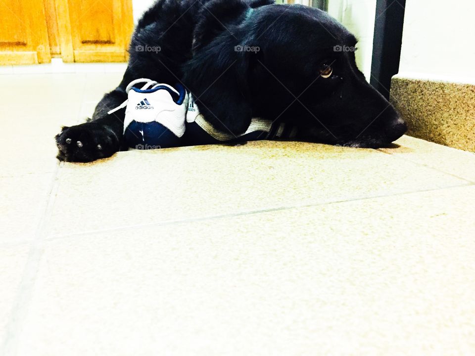 Dog lying on Adidas sneakers