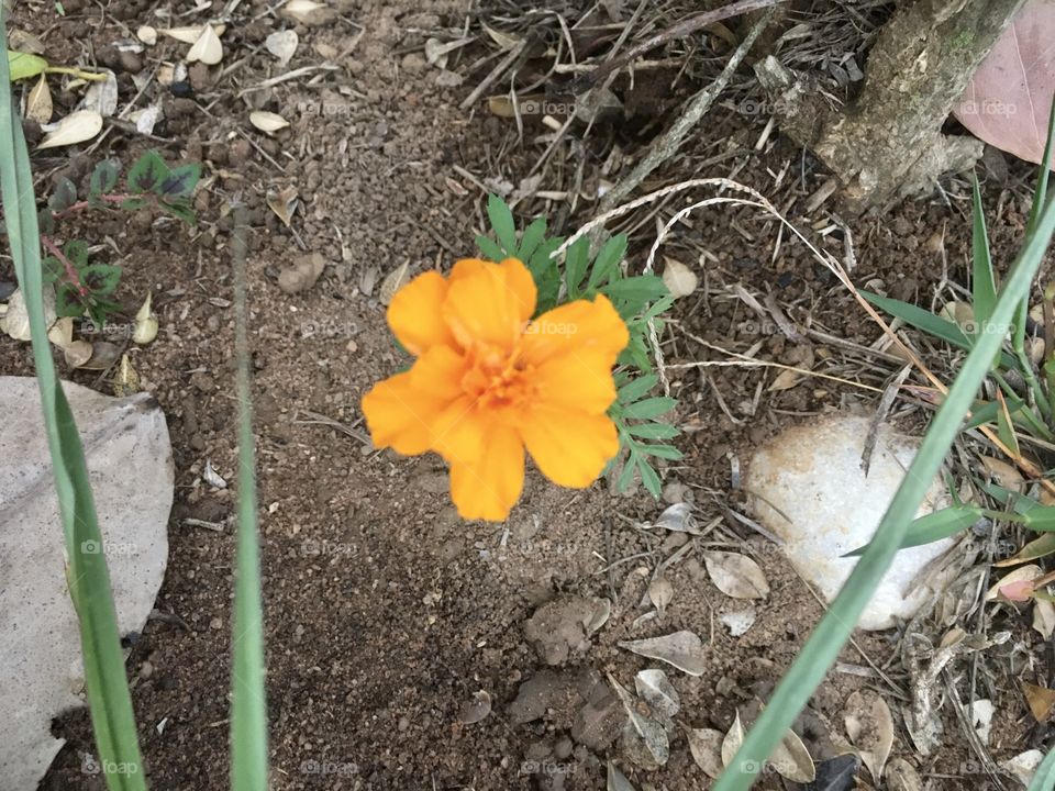 🌹 🇺🇸 Very beautiful flowers to brighten our day.  Live nature and its beauty. Did you like the delicate petals? / 🇧🇷 Flores muito bonitas para alegrar nosso dia. Viva a natureza e sua beleza. Gostaram das pétalas delicadas?