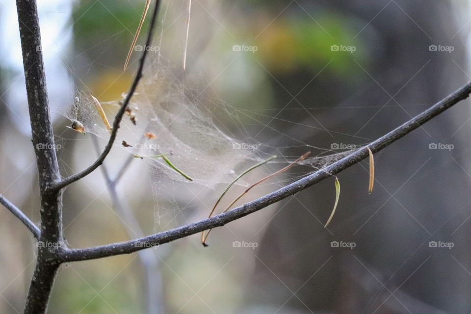 Cobweb