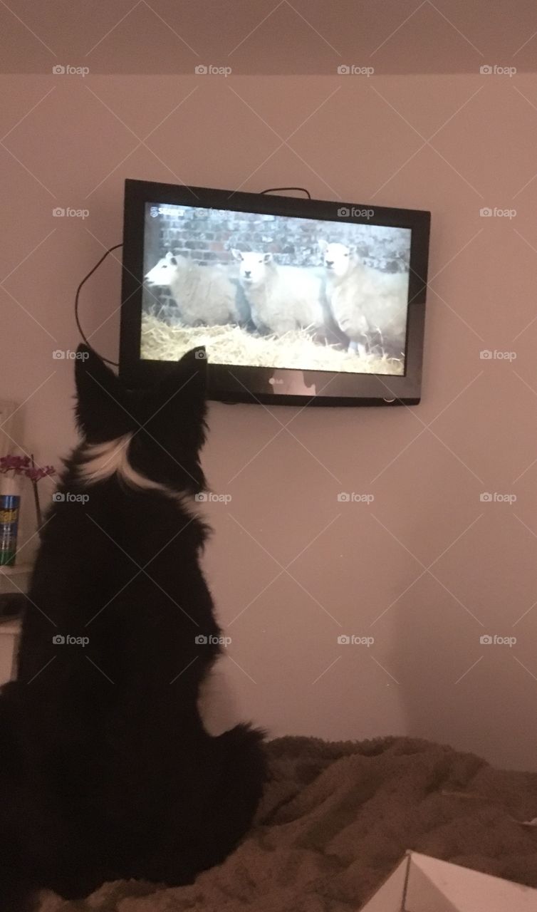 Working collie updating her knowledge of sheep on vet tv. Sitting with back to camera , three sheep on tv