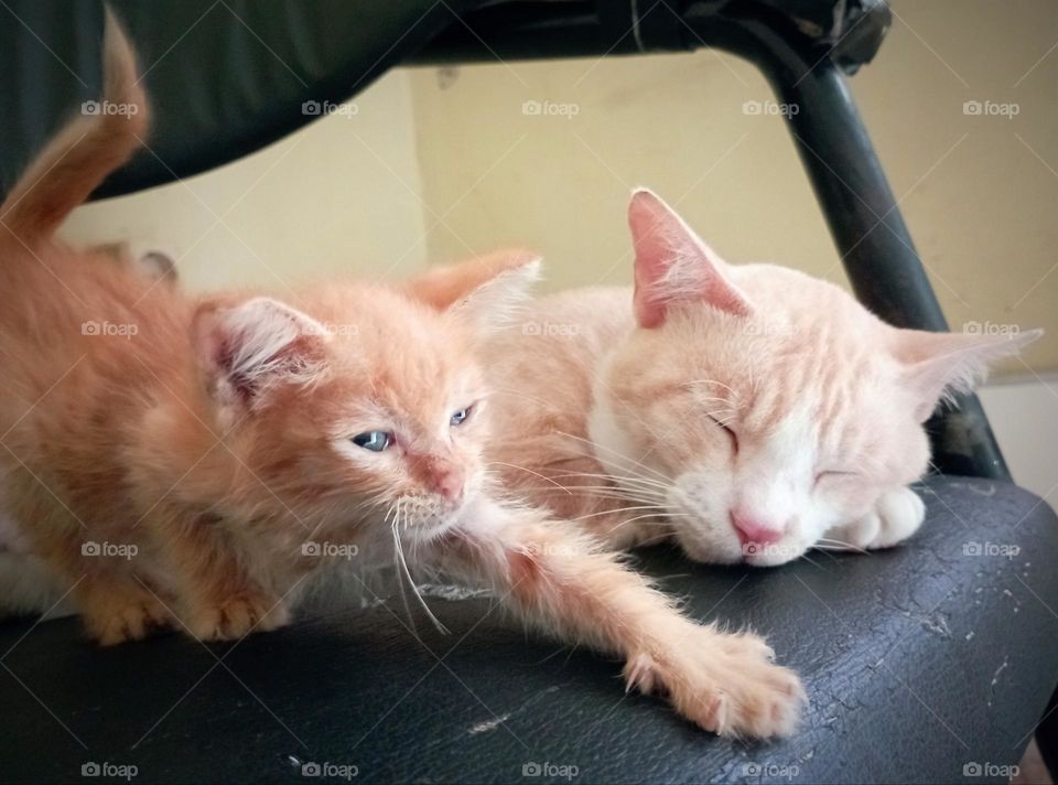 Kitten and adult cat shared the same chair to relax...