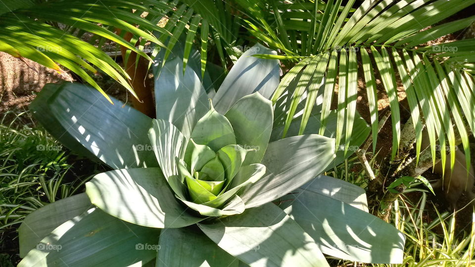 BROMELS LEAF PALM GARTEN