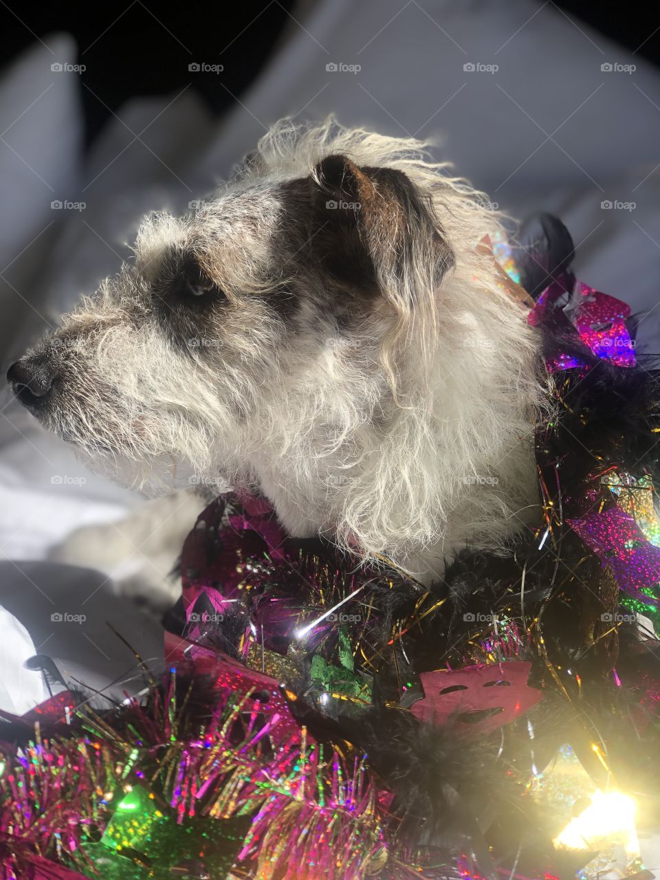 Terrier in Handmade Mardi Gras boa