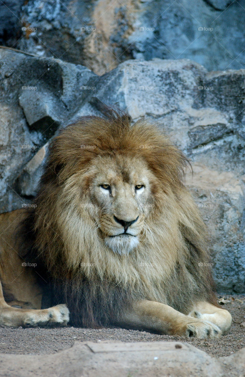 Lion in a zoo