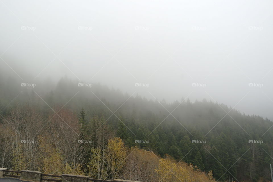 Fog, Mist, Landscape, Tree, Fall