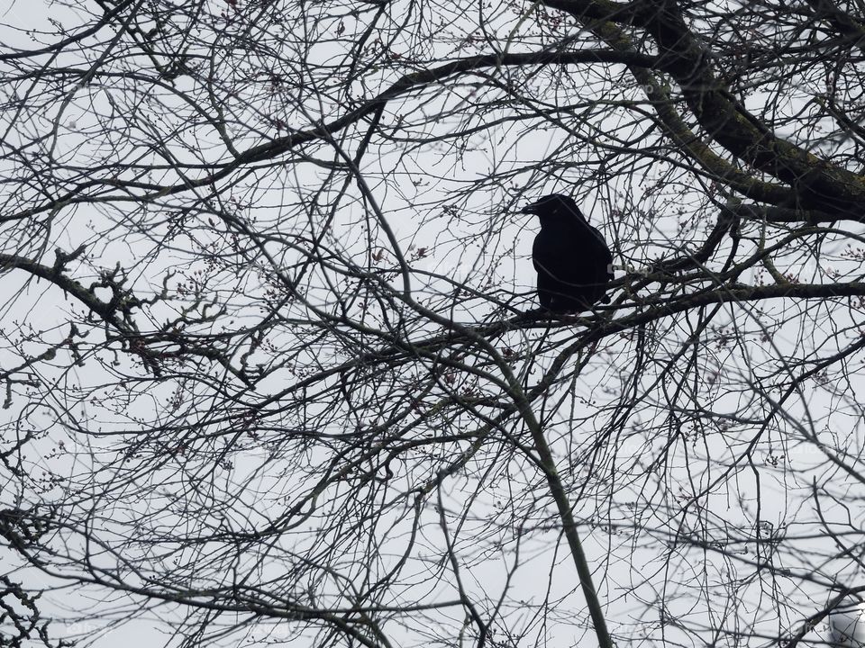 Nature silhouettes