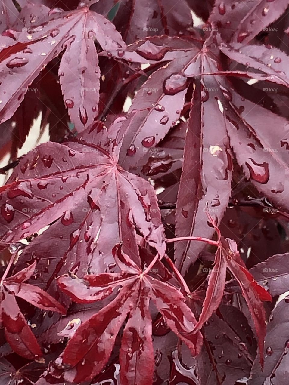 Acre after the rain