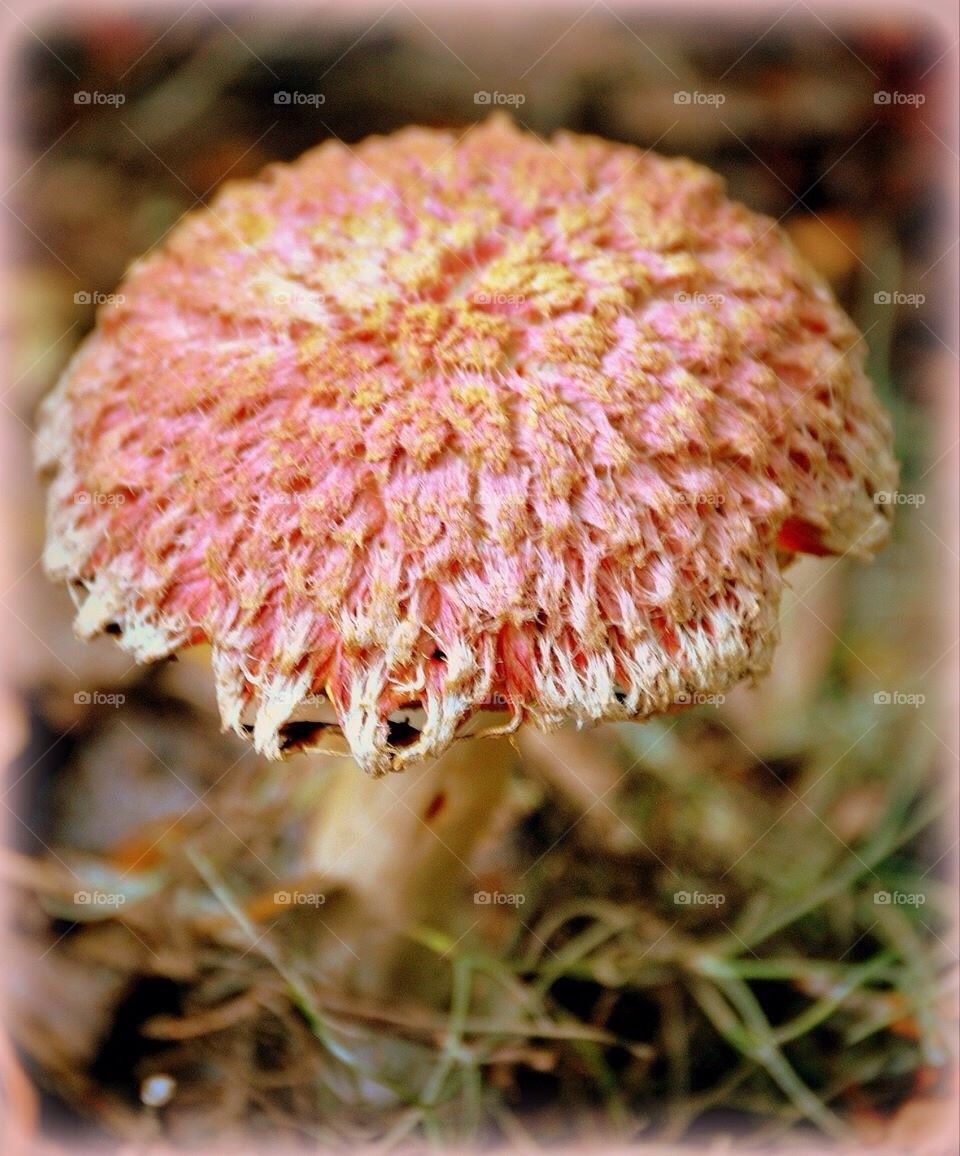 Pink Mushroom 