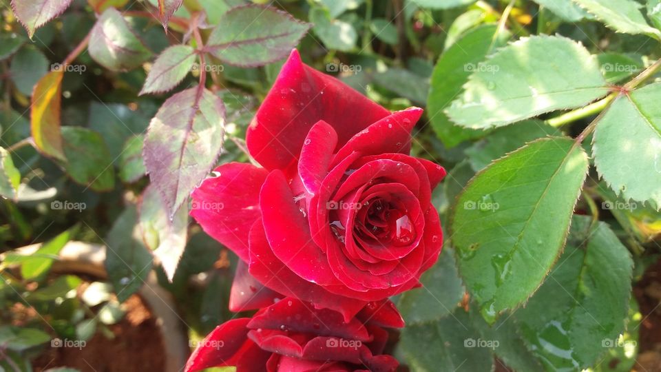 beautiful Red rose flower