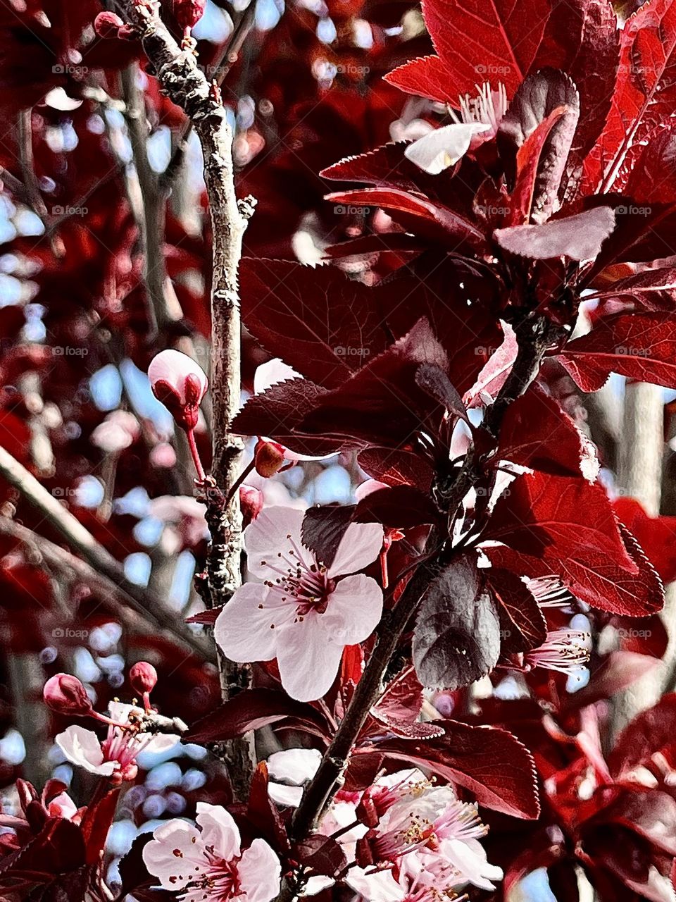 Purple-Leaf Plum Tree Springtime Bloom