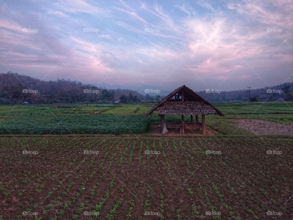hut,cottage | Field