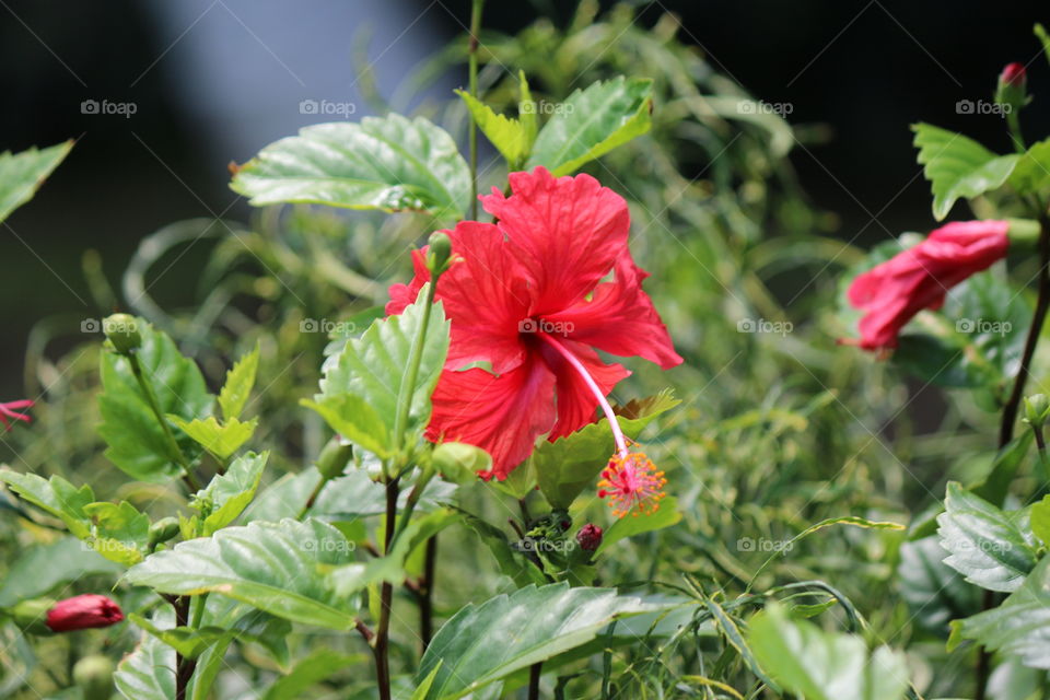 Flowers Jamaica 2018