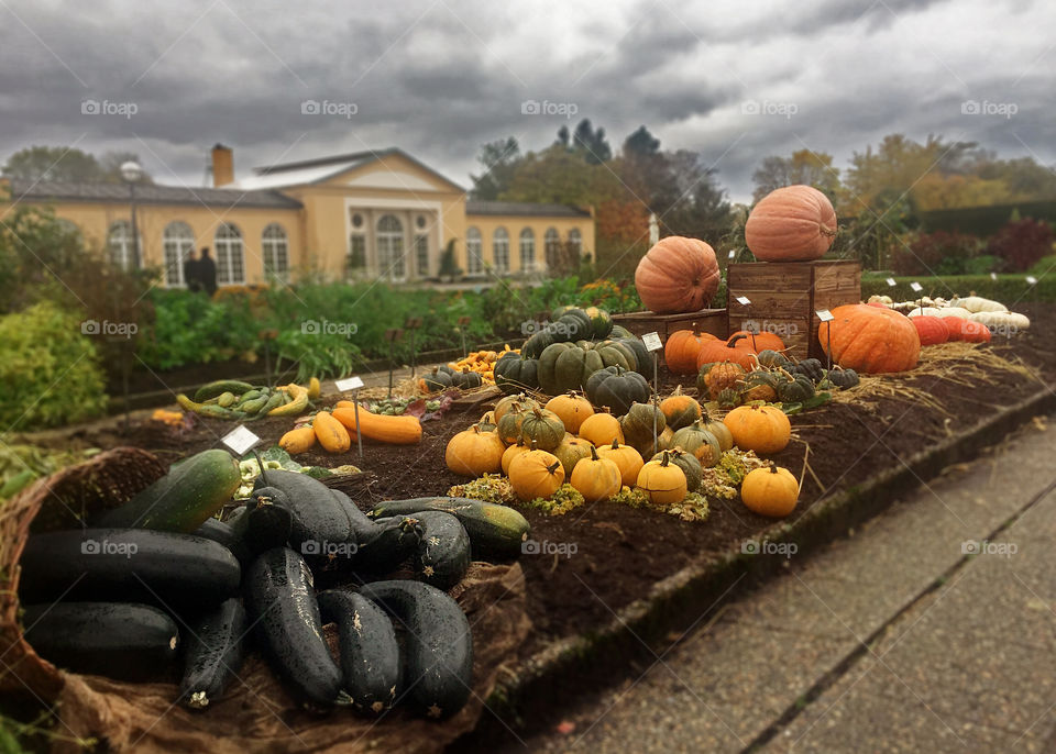 This garden blew me away completely today with their huge pumpkin treasure right on time for Halloween. 