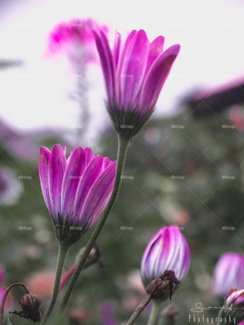 how much do you like this photo