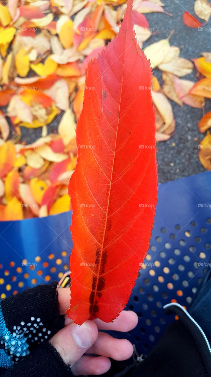 Leaf