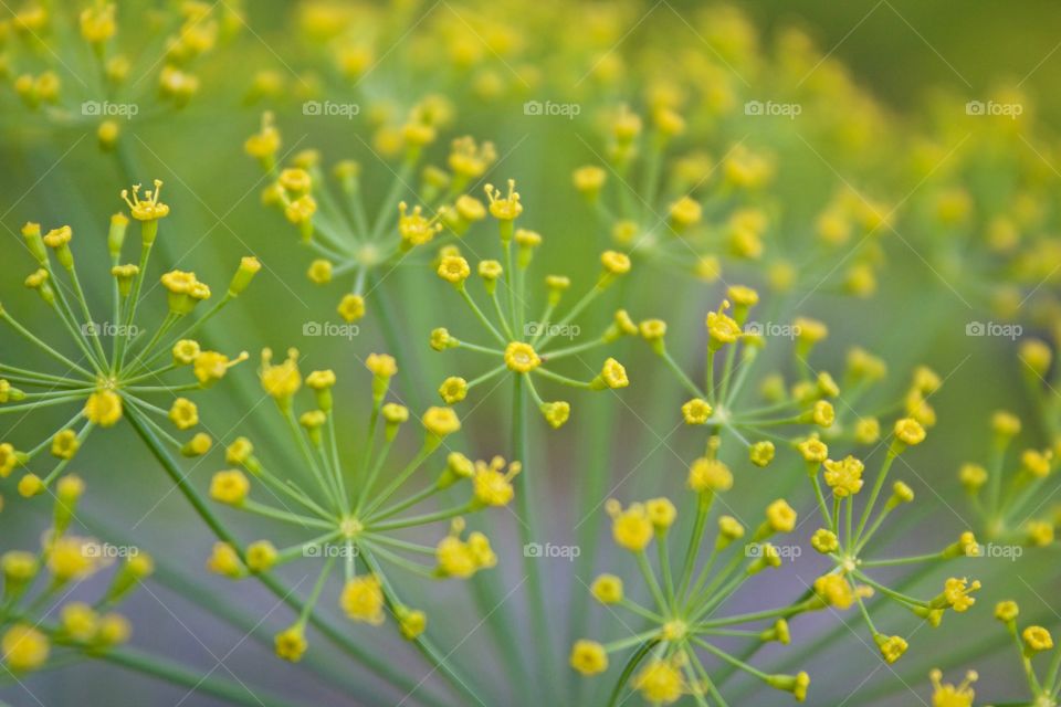 Dill weed flowers
