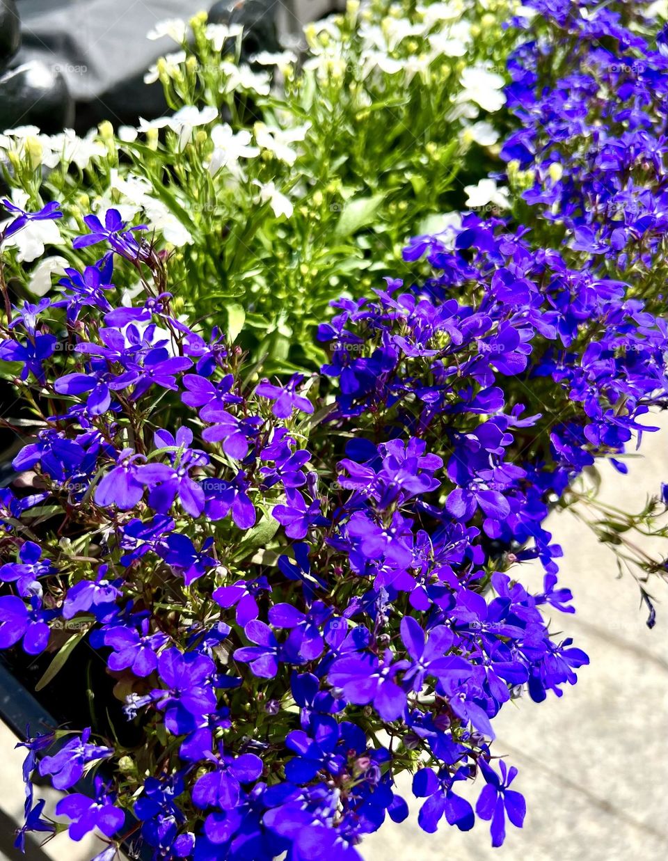 Lobelia erinus Seafoam