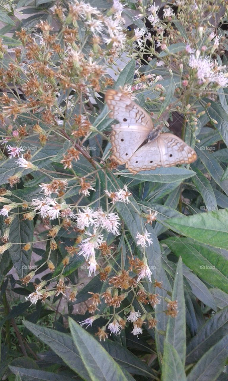 Nature, Leaf, Flora, Flower, Outdoors