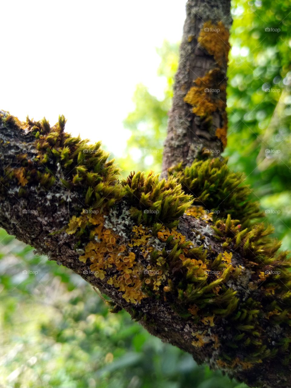 мох на дереве