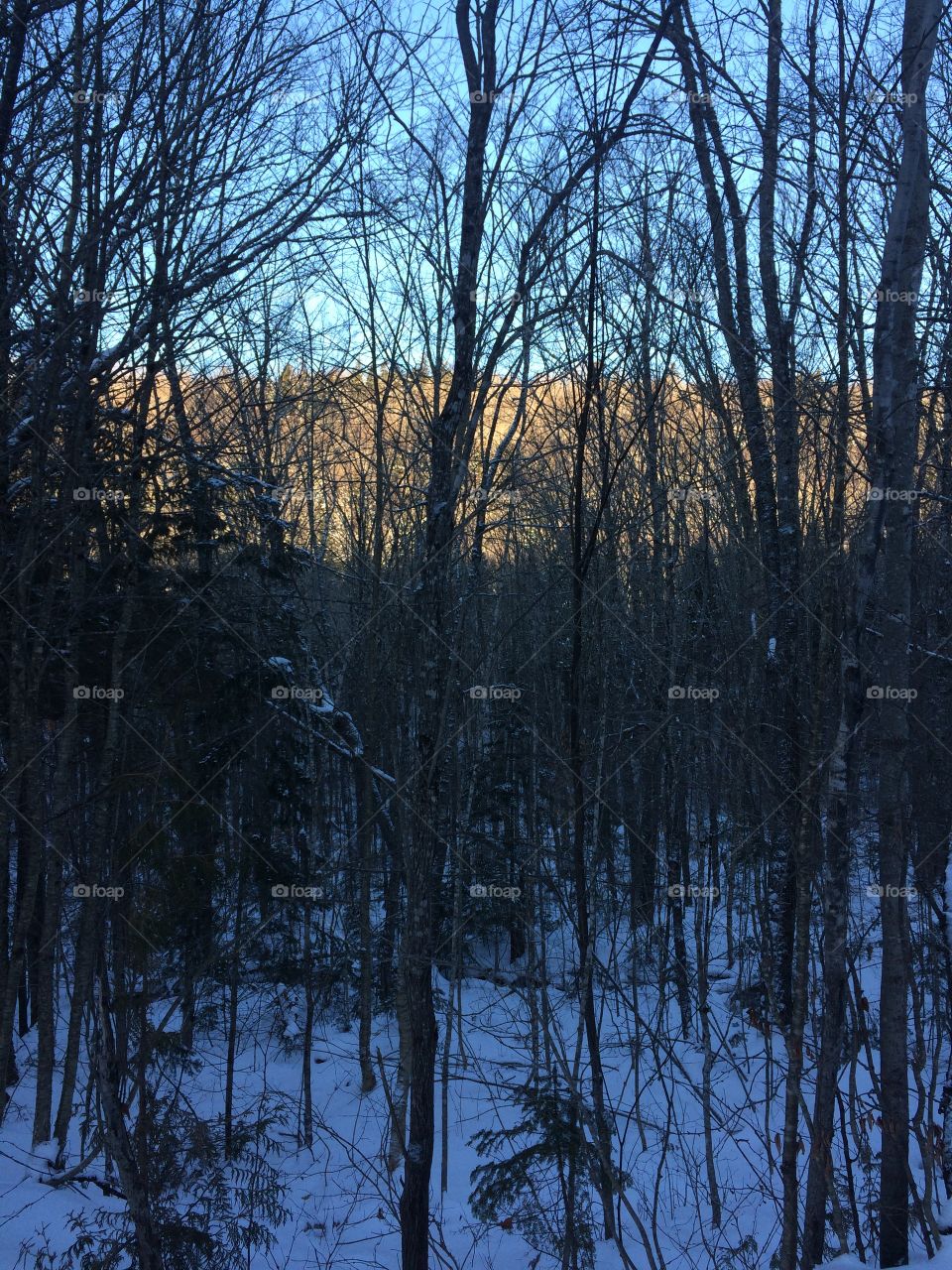 Sunny hillside through the trees