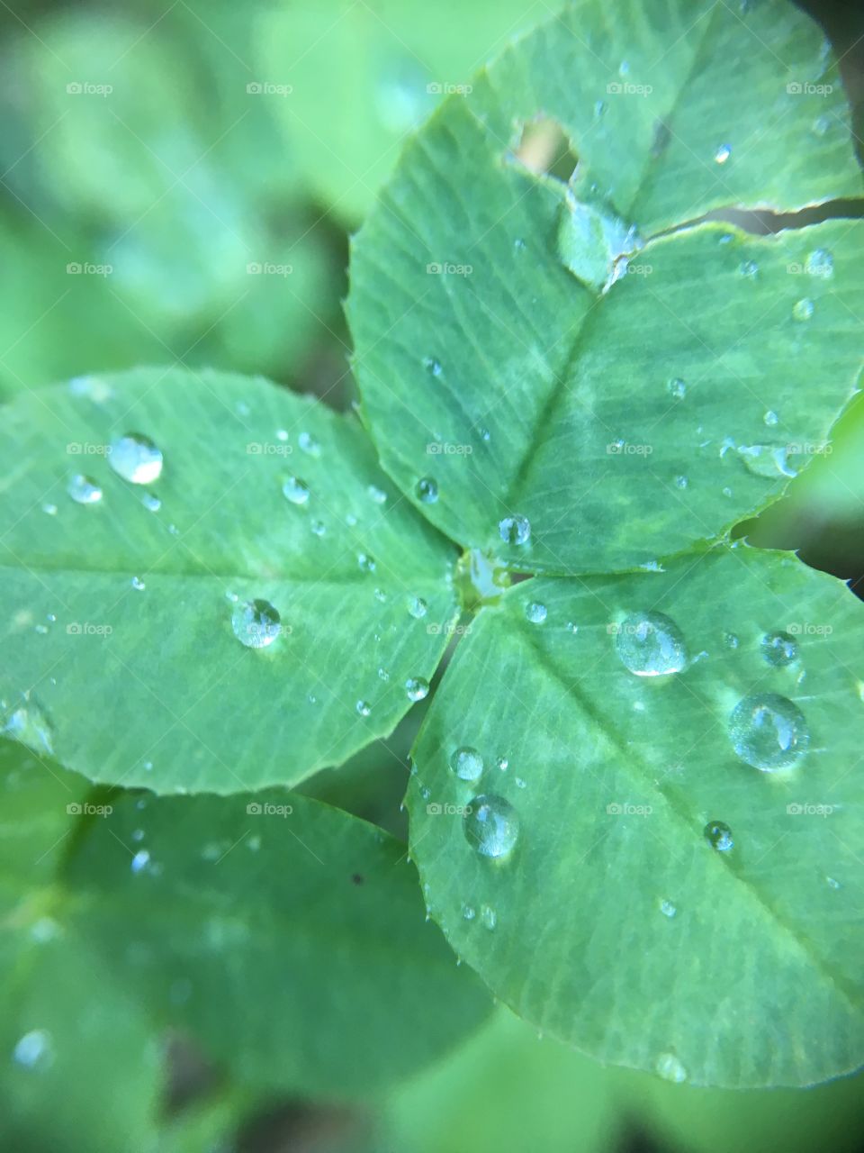 Raindrops on clover