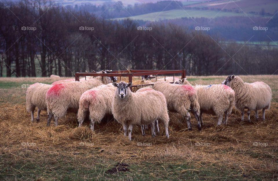 Sheep feeding time