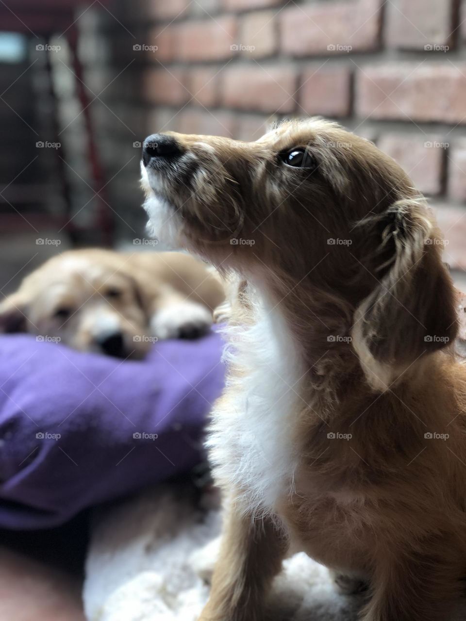 The best friend 🫶🏼