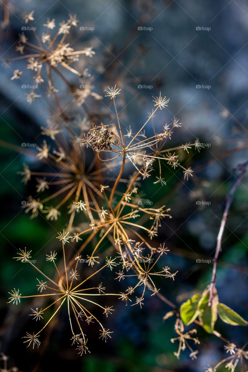 Summerflower in September 