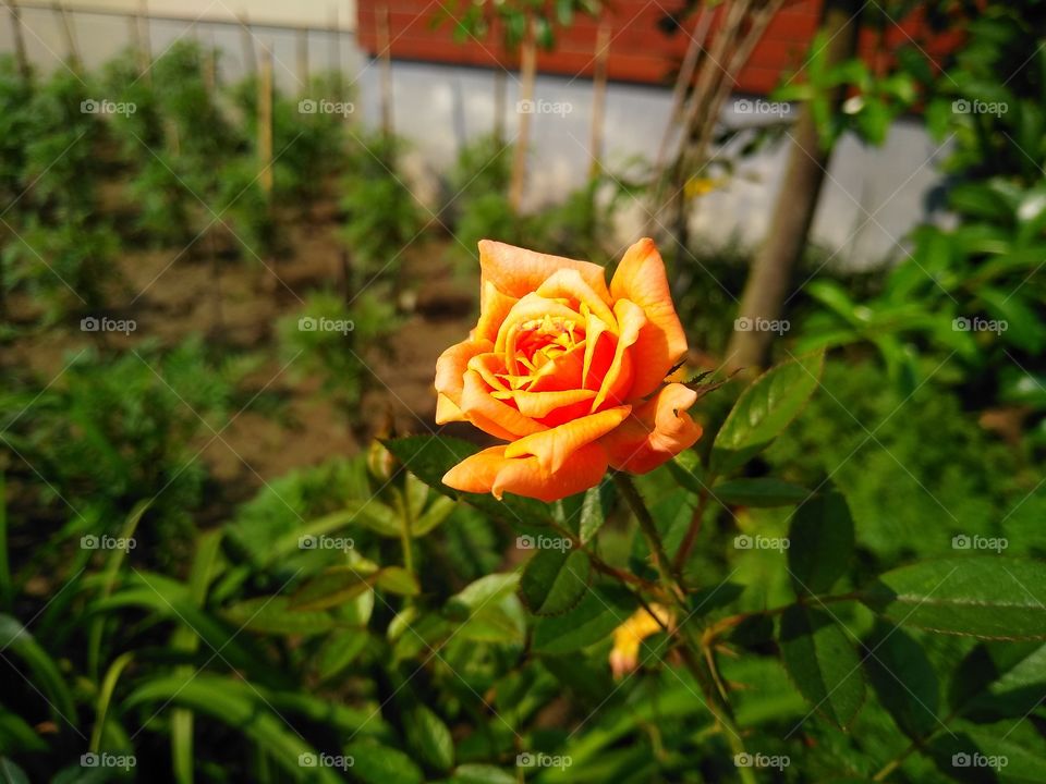 Rose