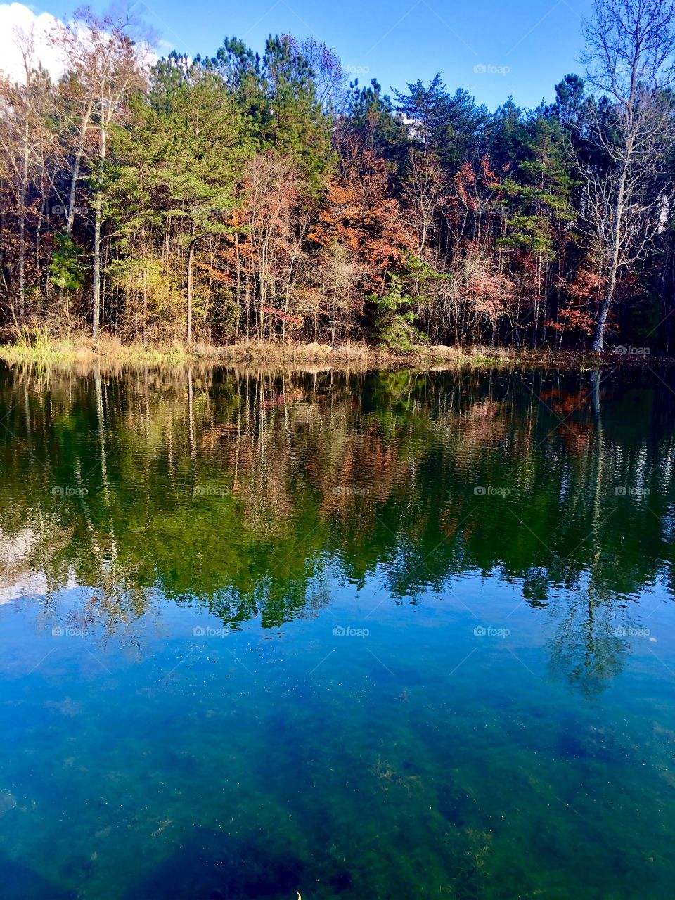 Autumn foliage reflecting in pond