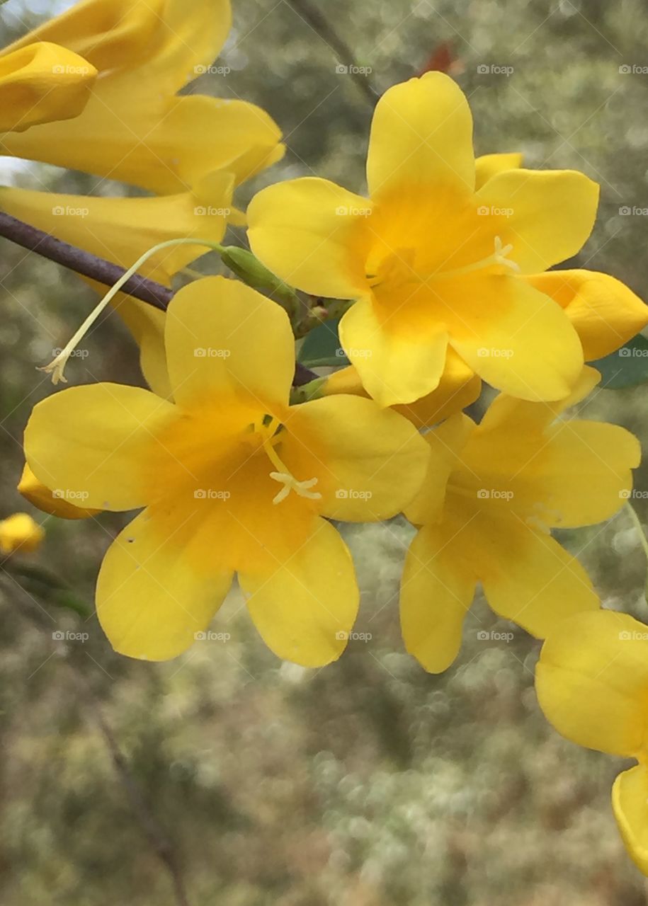 North Carolina Jasmine (Gelsemium Sempervirens) is a twining vine it is toxic to human just the same it is a beautiful bright yellow flower and the very first sign of spring.