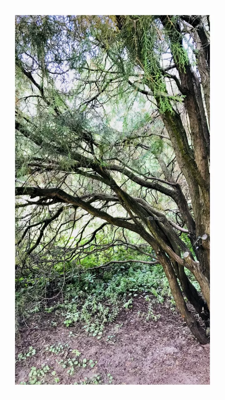 A tree