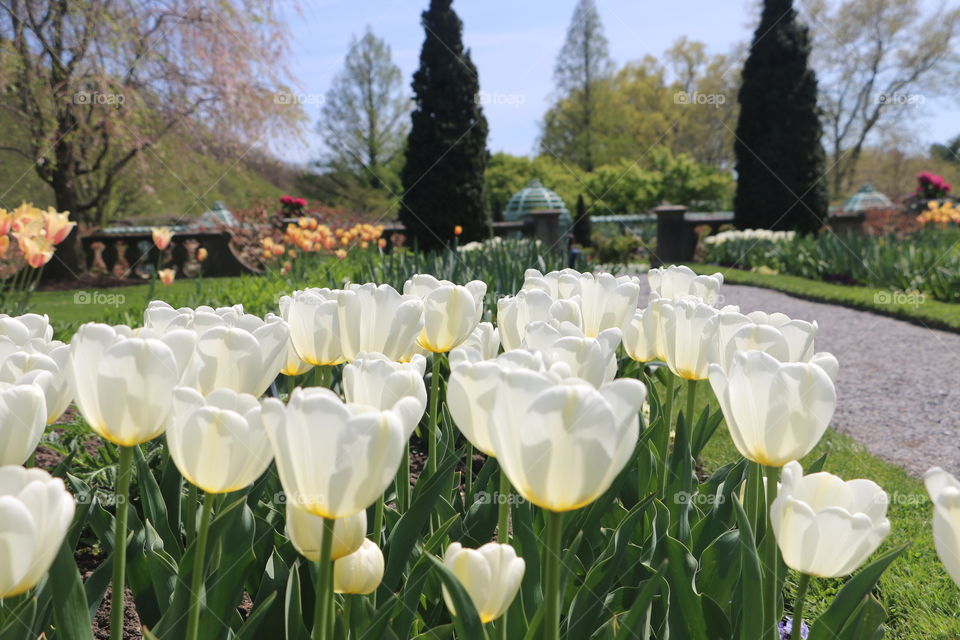 Close-up of tulips flower