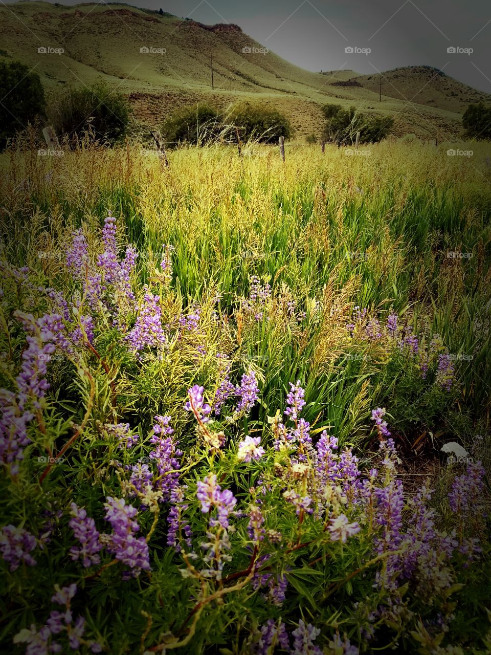 Flower, Landscape, Nature, No Person, Hayfield