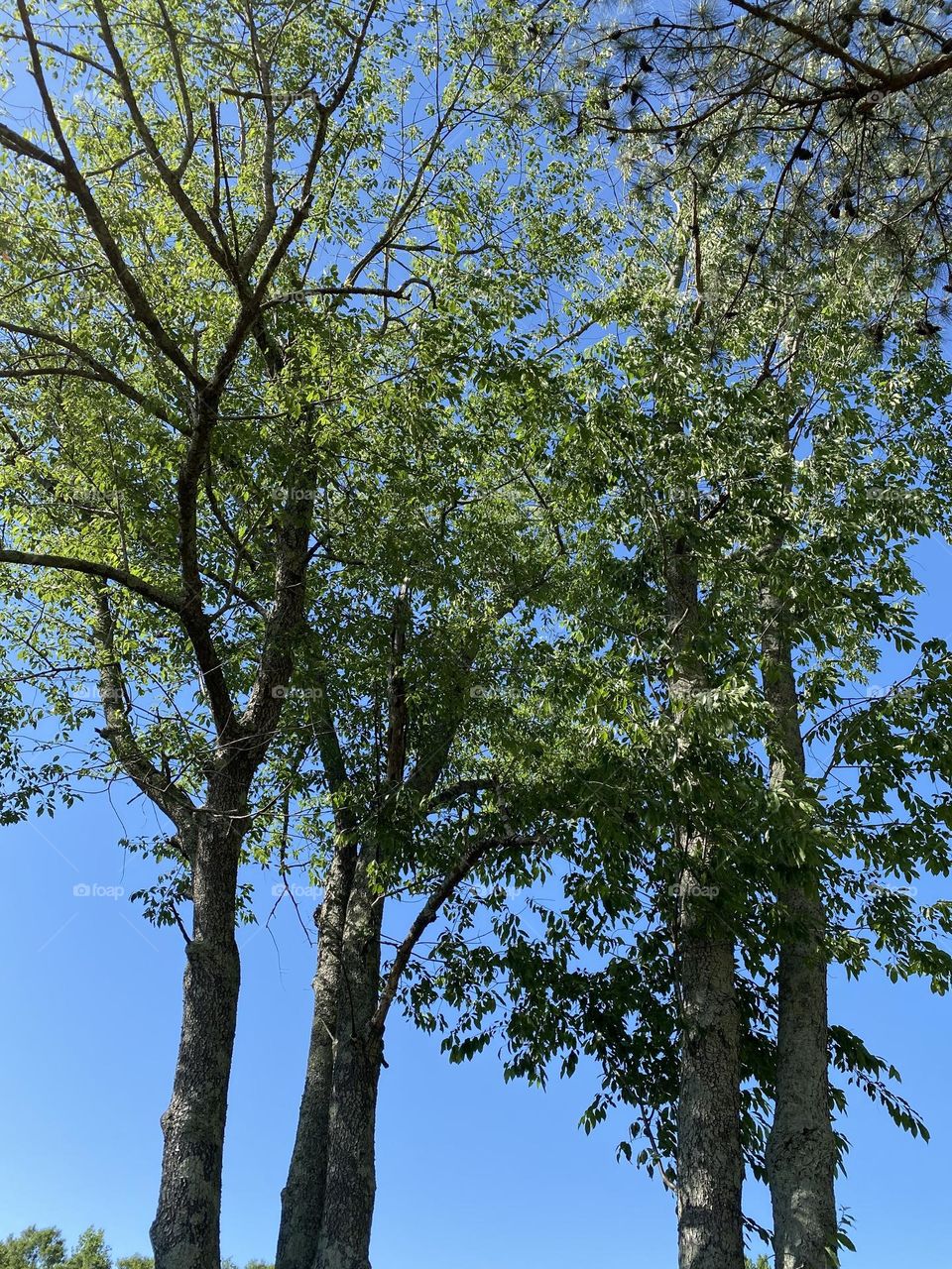 Looking up at the beautiful sky and trees 
