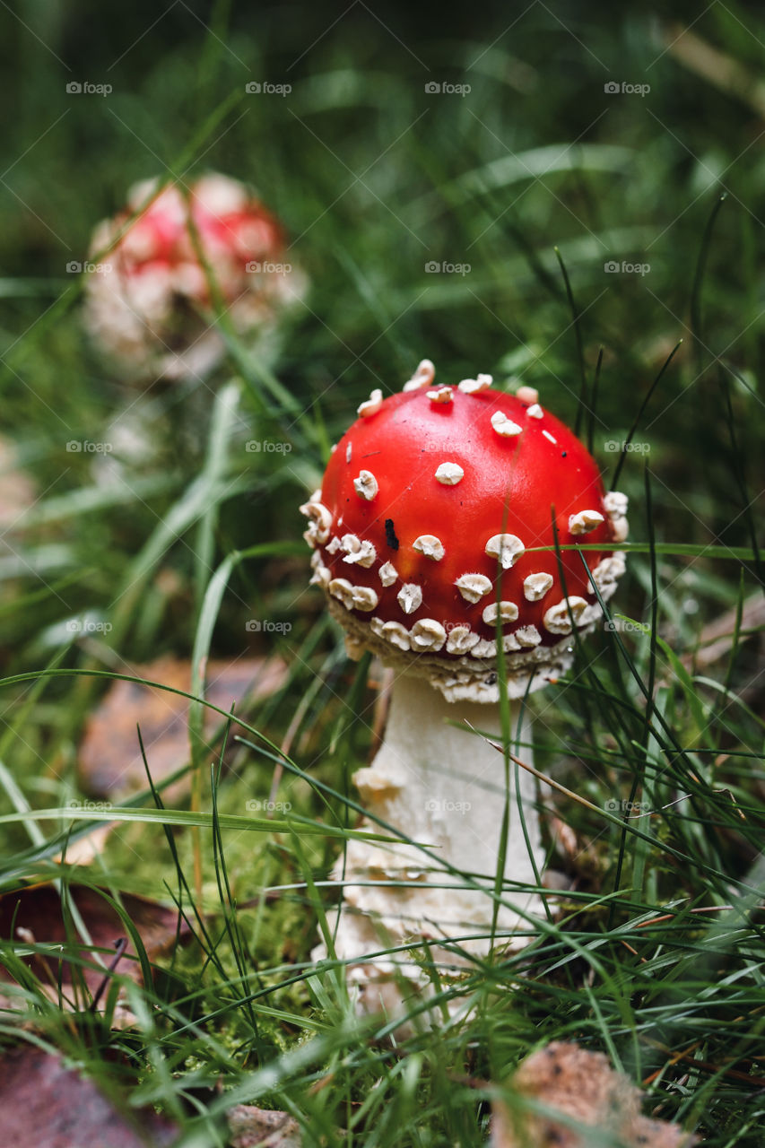 Closeup of a red mushroom in the forest