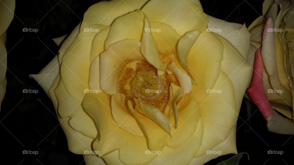 Perfect Yellow Rose