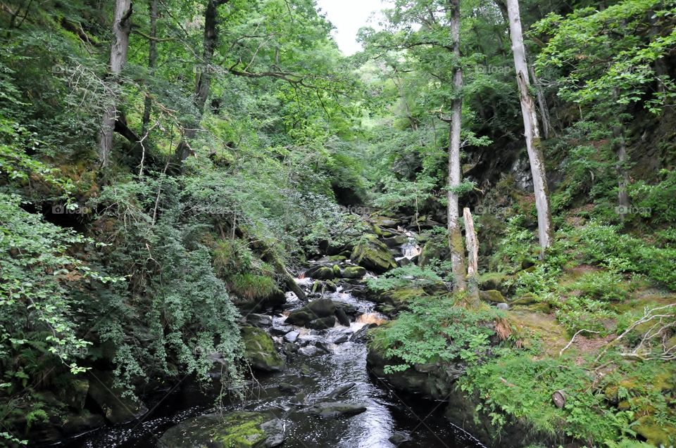Stream flowing in forest