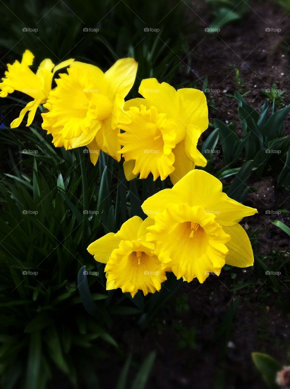 Yellow daffodils