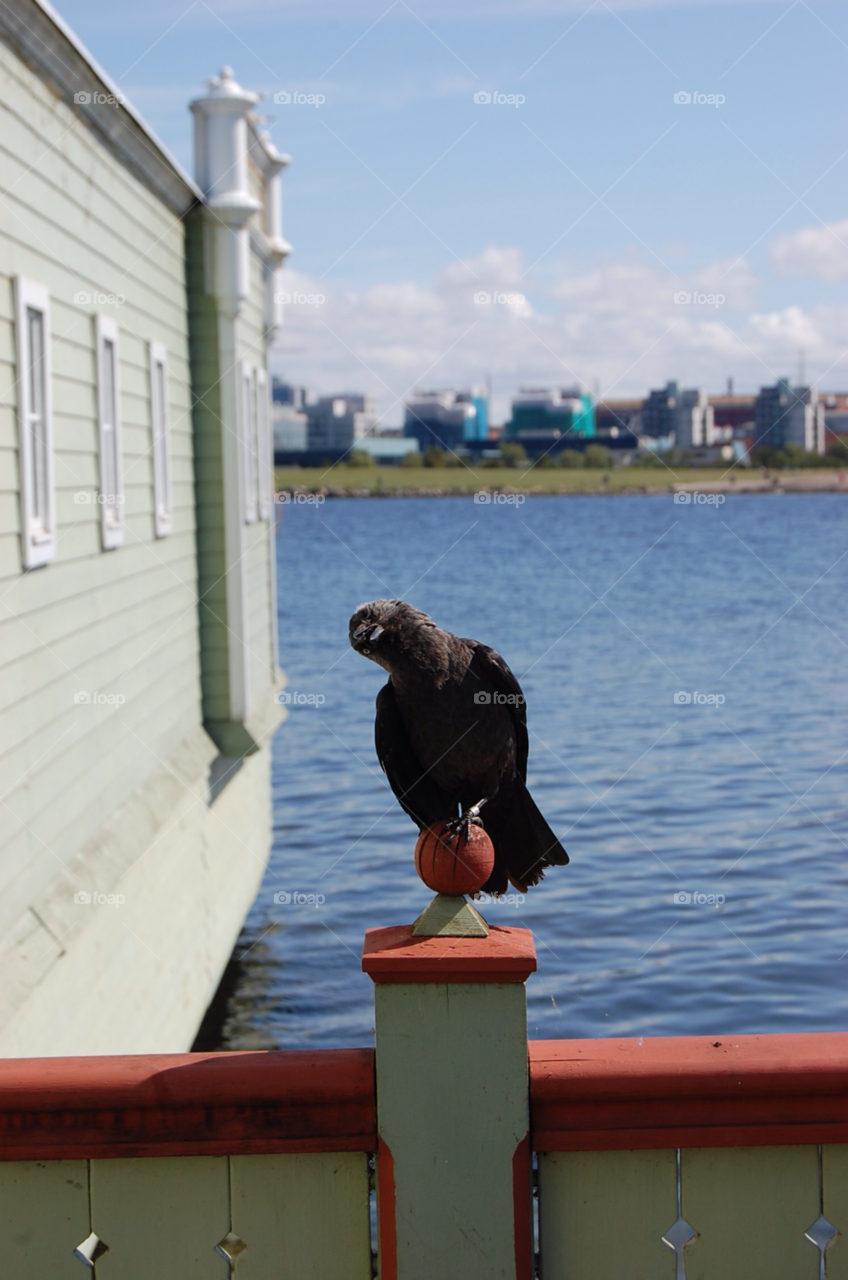 malmö kaja ribersborgs kallbadhus enögd by NinniHL