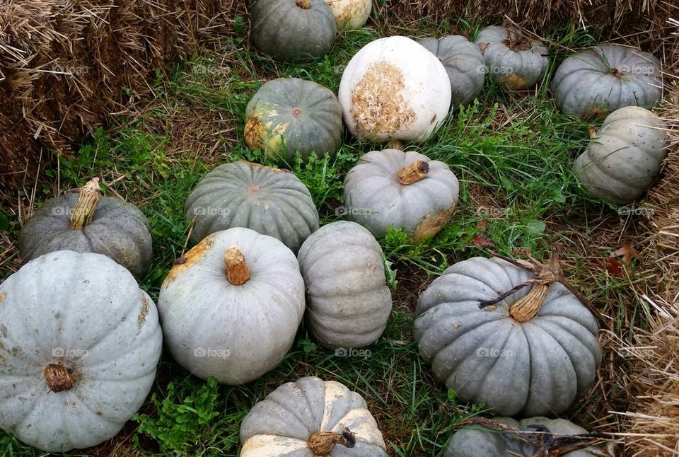 Grey Pumpkin Pile