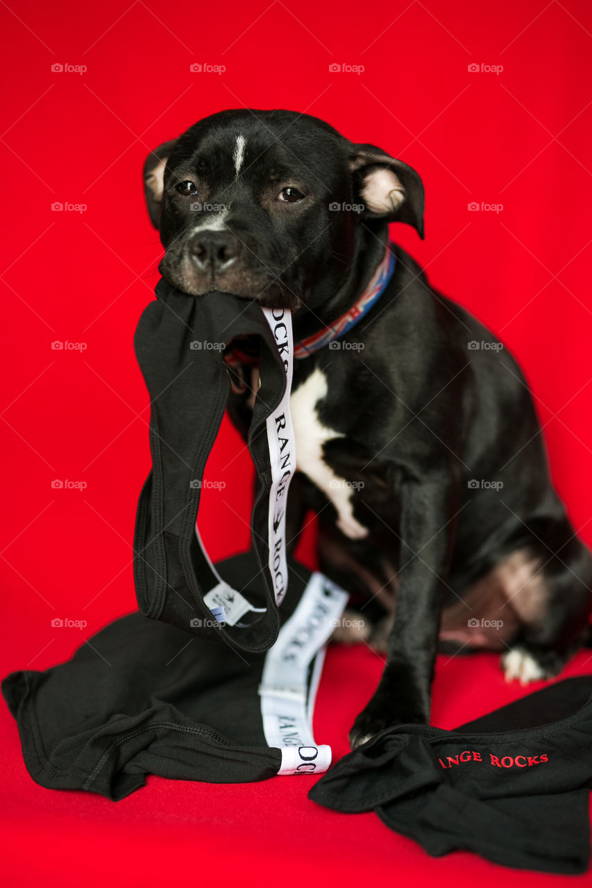 Cute dog poising on the camera,studio