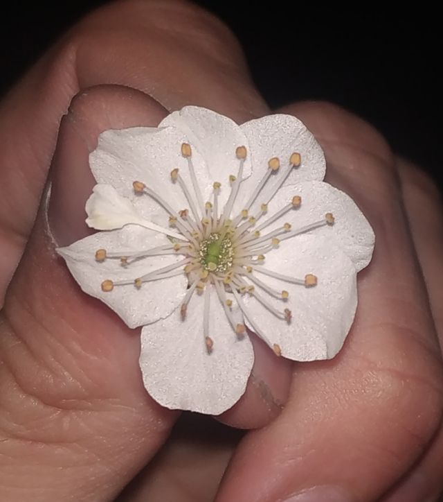 beautiful